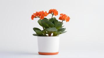 photo de Kalanchoe dans minimaliste pot comme plante d'appartement pour Accueil décoration isolé sur blanc Contexte sur blanc tableau. génératif ai