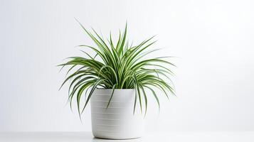 photo de araignée plante dans minimaliste pot comme plante d'appartement pour Accueil décoration isolé sur blanc Contexte. génératif ai