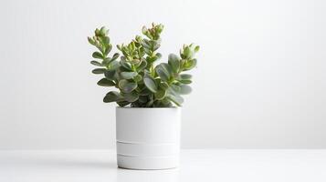 photo de Kalanchoe dans minimaliste pot comme plante d'appartement pour Accueil décoration isolé sur blanc Contexte sur blanc tableau. génératif ai