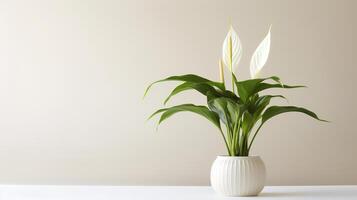 photo de paix lis dans minimaliste pot comme plante d'appartement pour Accueil décoration isolé sur blanc Contexte. génératif ai