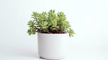 photo de sedum dans minimaliste pot comme plante d'appartement pour Accueil décoration isolé sur blanc Contexte. génératif ai