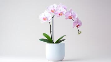 photo de orchidée dans minimaliste pot comme plante d'appartement pour Accueil décoration isolé sur blanc Contexte. génératif ai