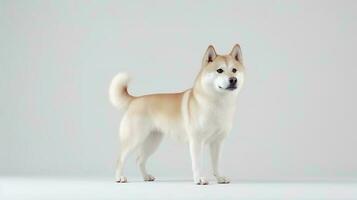 photo de une shiba inu sur blanc Contexte. génératif ai