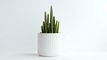 photo de organe tuyau cactus dans minimaliste pot comme plante d'appartement pour Accueil décoration isolé sur blanc Contexte. génératif ai