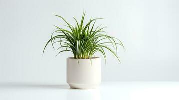 photo de araignée plante dans minimaliste pot comme plante d'appartement pour Accueil décoration. génératif ai