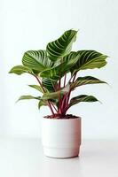 photo de calathea orbifolia dans minimaliste pot comme plante d'appartement pour Accueil décoration isolé sur blanc Contexte. génératif ai