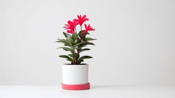 photo de ornemental les plantes dans minimaliste pot comme plante d'appartement pour Accueil décoration isolé sur blanc Contexte. génératif ai