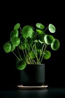 photo de pilea pépéromioïdes dans minimaliste pot comme plante d'appartement pour Accueil décoration isolé sur noir Contexte. génératif ai