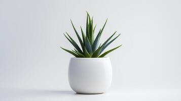 photo de agave dans minimaliste pot comme plante d'appartement pour Accueil décoration isolé sur blanc Contexte. génératif ai