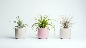 photo de ornemental les plantes dans minimaliste pot comme plante d'appartement pour Accueil décoration isolé sur blanc Contexte. génératif ai