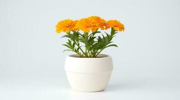 photo de souci dans minimaliste pot comme plante d'appartement pour Accueil décoration isolé sur blanc Contexte. génératif ai