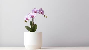 photo de orchidée dans minimaliste pot comme plante d'appartement pour Accueil décoration isolé sur blanc Contexte. génératif ai