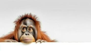 photo de une orang-outan sur blanc Contexte
