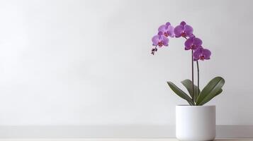 photo de orchidée dans minimaliste pot comme plante d'appartement pour Accueil décoration isolé sur blanc Contexte. génératif ai