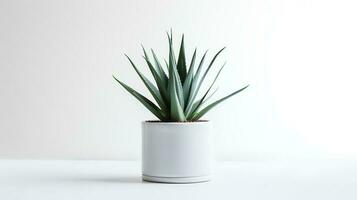 photo de agave dans minimaliste pot comme plante d'appartement pour Accueil décoration isolé sur blanc Contexte. génératif ai