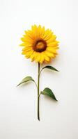 photo de un tige de tournesol isolé sur blanc Contexte. génératif ai