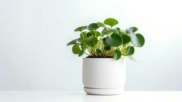 photo de peperomia dans minimaliste pot comme plante d'appartement pour Accueil décoration isolé sur blanc Contexte. génératif ai