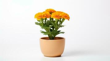 photo de souci dans minimaliste pot comme plante d'appartement pour Accueil décoration isolé sur blanc Contexte. génératif ai