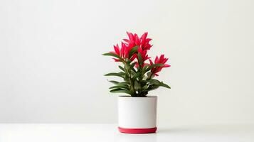 photo de ornemental les plantes dans minimaliste pot comme plante d'appartement pour Accueil décoration isolé sur blanc Contexte. génératif ai