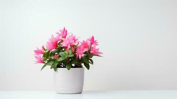 photo de ornemental les plantes dans minimaliste pot comme plante d'appartement pour Accueil décoration isolé sur blanc Contexte. génératif ai