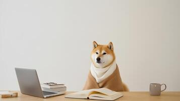 une shiba inu chien dans une chandail est assis en train d'étudier accompagné par une tasse et piles de livres photo