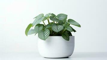 photo de fittonia dans minimaliste pot comme plante d'appartement pour Accueil décoration isolé sur blanc Contexte. génératif ai