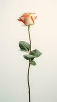 photo de un tige de Rose fleur isolé sur blanc Contexte. génératif ai