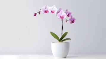 photo de orchidée dans minimaliste pot comme plante d'appartement pour Accueil décoration isolé sur blanc Contexte. génératif ai