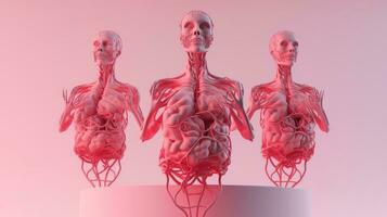 3d illustration de le Humain organe systèmes, Humain interne organes. anatomie. nerveux, circulatoire, digestif, excréteur, urinaire, et OS systèmes. médical éducation concept, génératif ai illustration photo