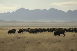 cap bison pâturage dans le de bonne heure Matin d'or Soleil. , produire ai photo