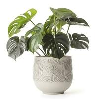 monstera deliciosa feuille, le ceriman, floraison plante originaire de à tropical les forêts paume feuille avec trou modèle isolé sur blanc arrière-plan, produire ai photo