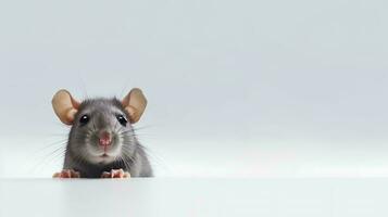 photo de une rat sur blanc Contexte. génératif ai
