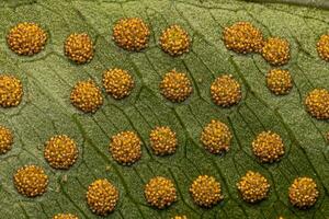 sporanges sur les feuilles d'une fougère photo