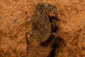 géant l'eau punaise insecte photo