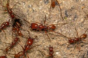 adulte femelle neivamyrmex armée fourmis photo