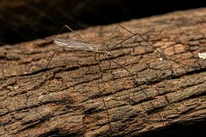 mouche de la grue limonide adulte photo