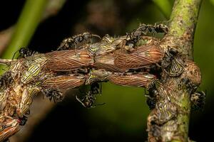 etalionide cicadelle nymphes et adultes et adulte odorant fourmis photo