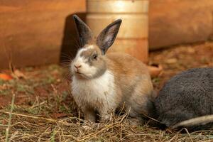 européen lapin animal photo