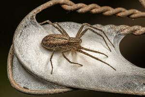 Araignée crabe en cours d'exécution femelle adulte photo