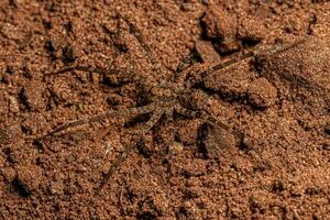 araignée errante adulte photo