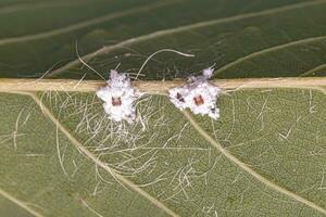 plante parasite hémiptère insecte photo