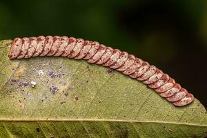 oeufs de katydid de feuille photo