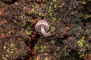 petit blanc bonnet champignon photo