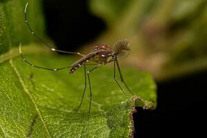 Insecte moustique culiciné mâle adulte photo