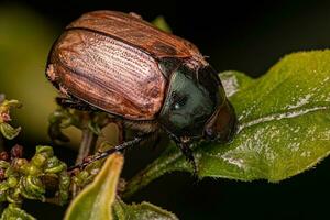 scarabée brun adulte photo