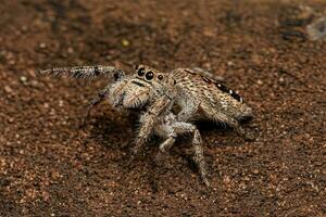 petite araignée sauteuse photo