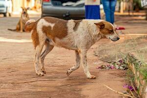 chien abandonné sur le rue photo