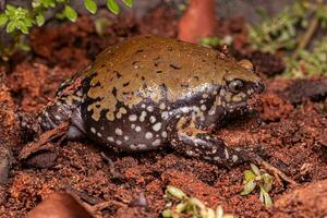 petit muller termite grenouille photo