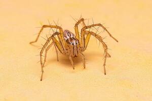 araignée lynx rayé femelle photo