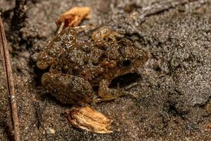 petit du sud grenouille photo